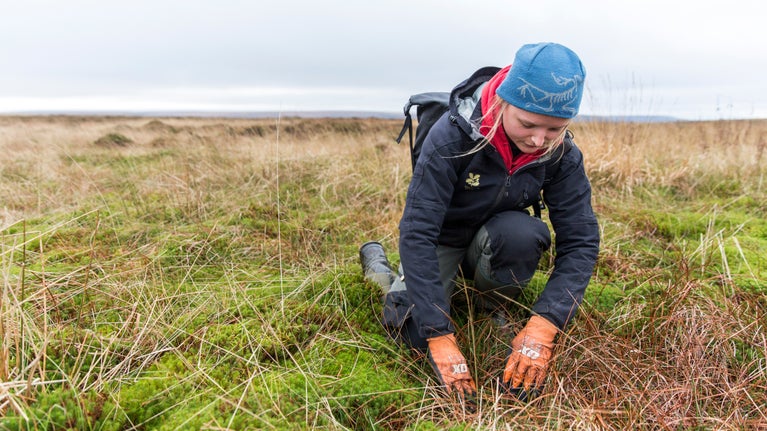 An apprentice ranger planting sphagnum moss plugs on Marsden Moor, West Yorkshire